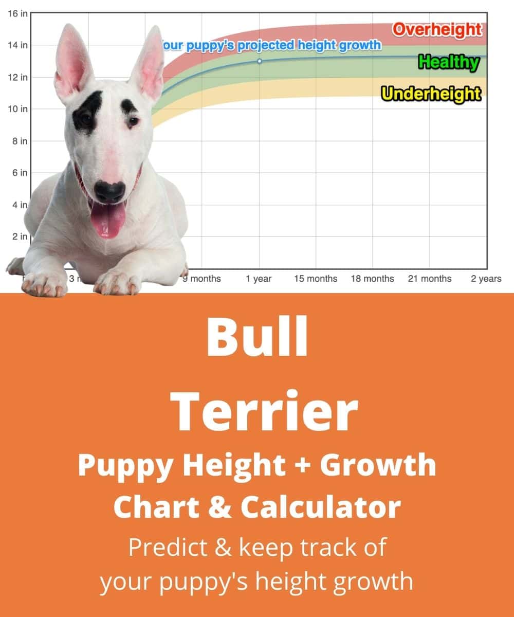 bull-terrier Puppy height Growth Chart